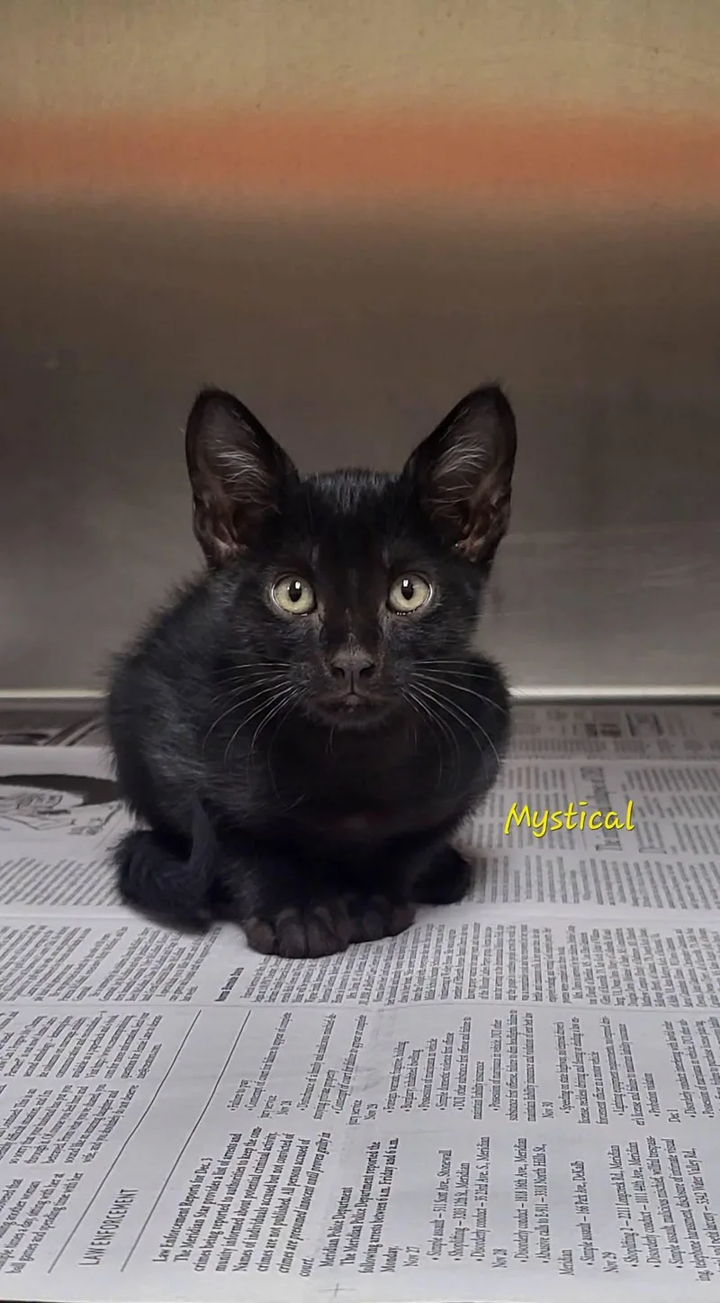 A baby medium-sized male Black Domestic Short Hair cat named Mystical for adoption in Marion, MS