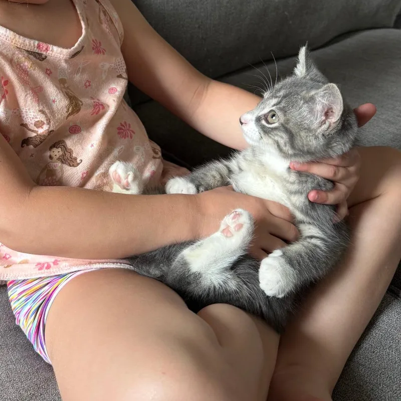 A baby small-sized male Gray / Blue / Silver Domestic Short Hair cat named Kirkland for adoption in Harrisonburg, VA