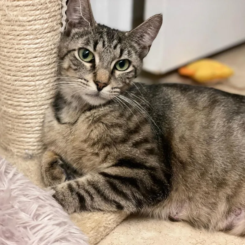 A young medium-sized female Brown / Chocolate Domestic Short Hair cat named Dolly for adoption in Hamburg, NY
