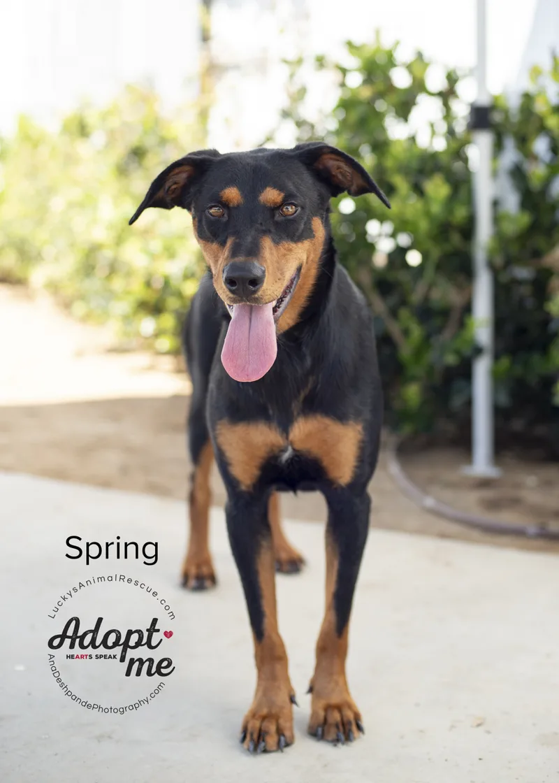 An adult medium-sized female Black Doberman Pinscher dog named Spring for adoption in Bakersfield, CA