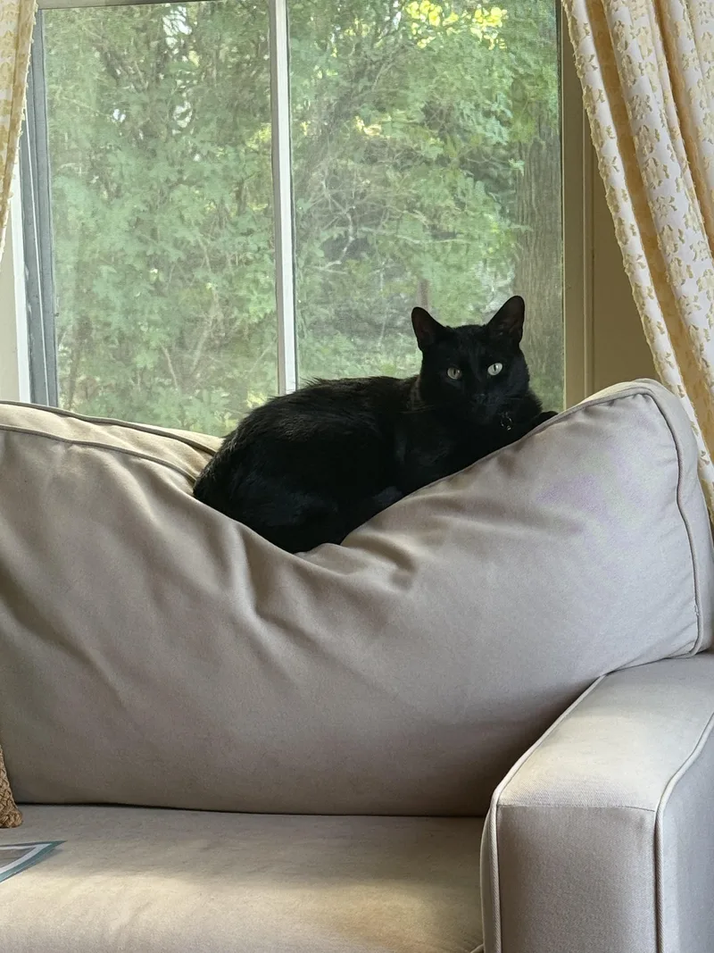 A young medium-sized male Domestic Short Hair cat named Lucky for adoption in Canton, CT