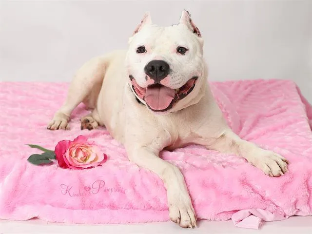 A young medium-sized male American Bulldog dog named Remy for adoption in Omaha, NE