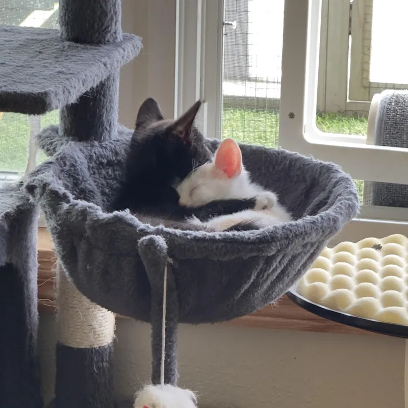 A baby medium-sized male Black Domestic Short Hair cat named Moose for adoption in Minneapolis, MN
