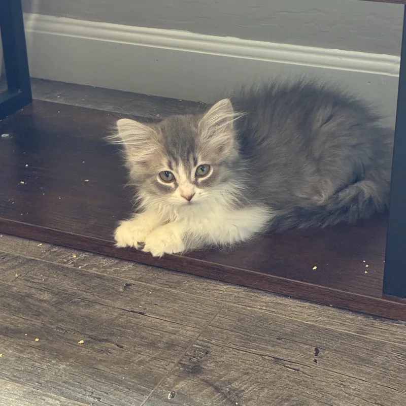 Nova