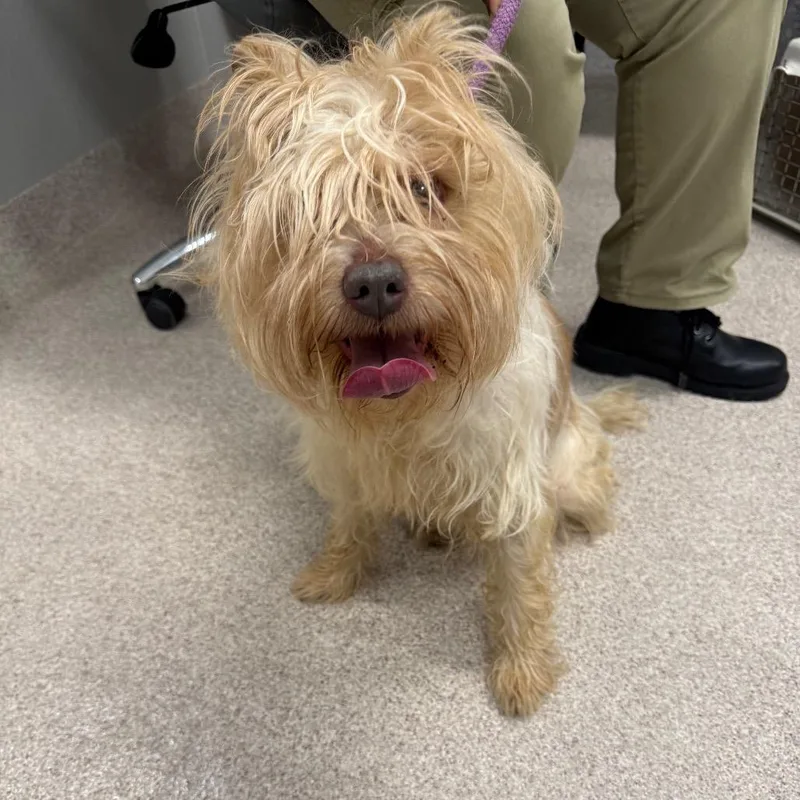A senior medium-sized female Terrier dog named NovaPiper for adoption in Horn Lake, MS