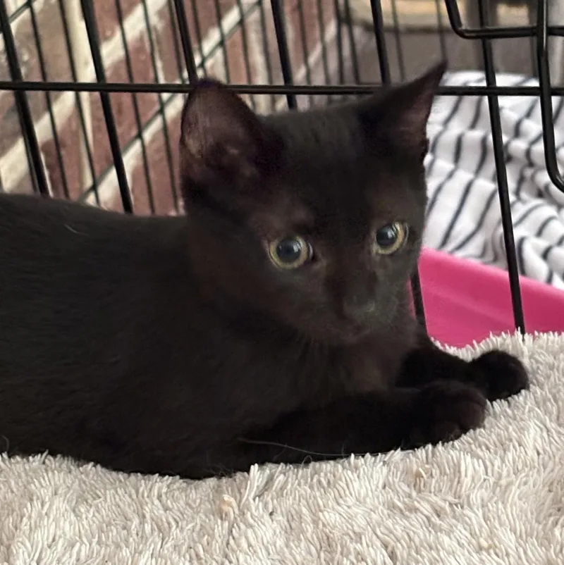 A young small-sized female Black Domestic Short Hair cat named Chibi for adoption in Columbia, SC