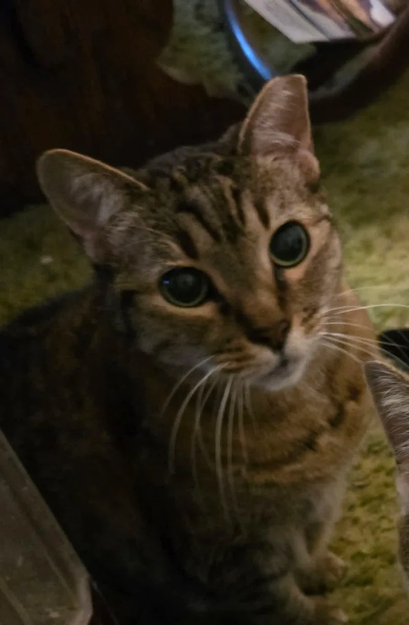 A senior medium-sized female Tabby (Buff / Tan / Fawn) Domestic Short Hair cat named Elsa for adoption in Hammond, LA