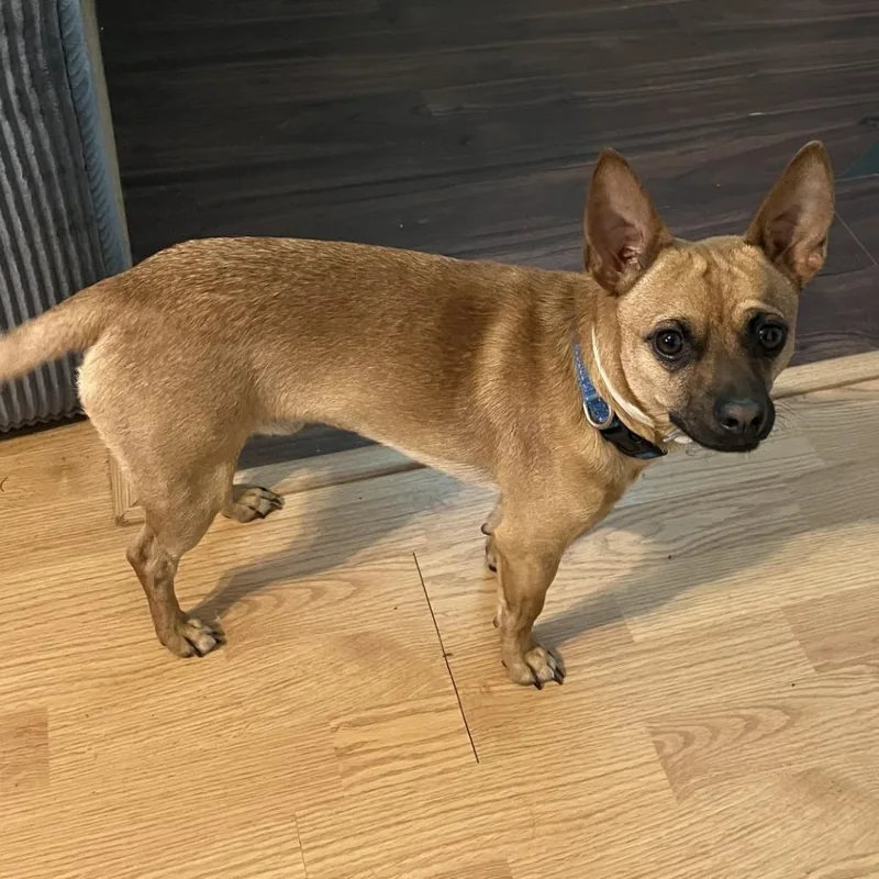 A young small-sized male Golden Chihuahua dog named Simba for adoption in Tyler, TX