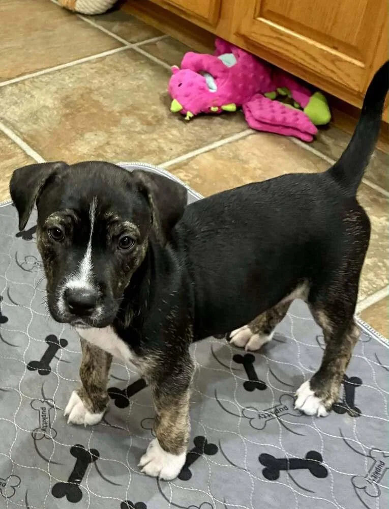 A baby medium-sized female Tricolor (Brown, Black, & White) Husky dog named Popsicle for adoption in Peoria, IL
