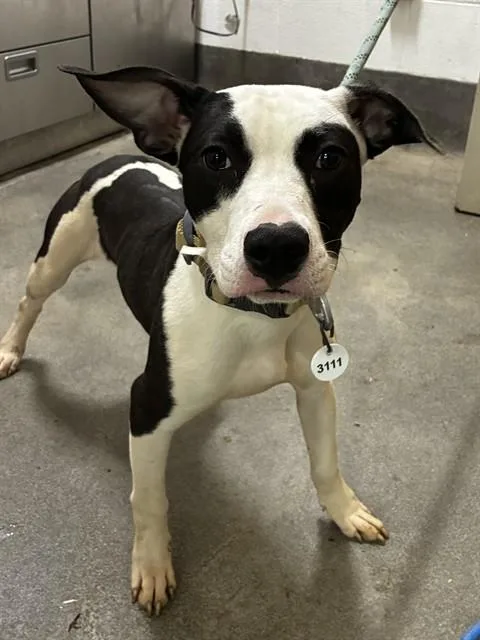 A young medium-sized male Pit Bull Terrier dog named Batman for adoption in Upper Marlboro, MD