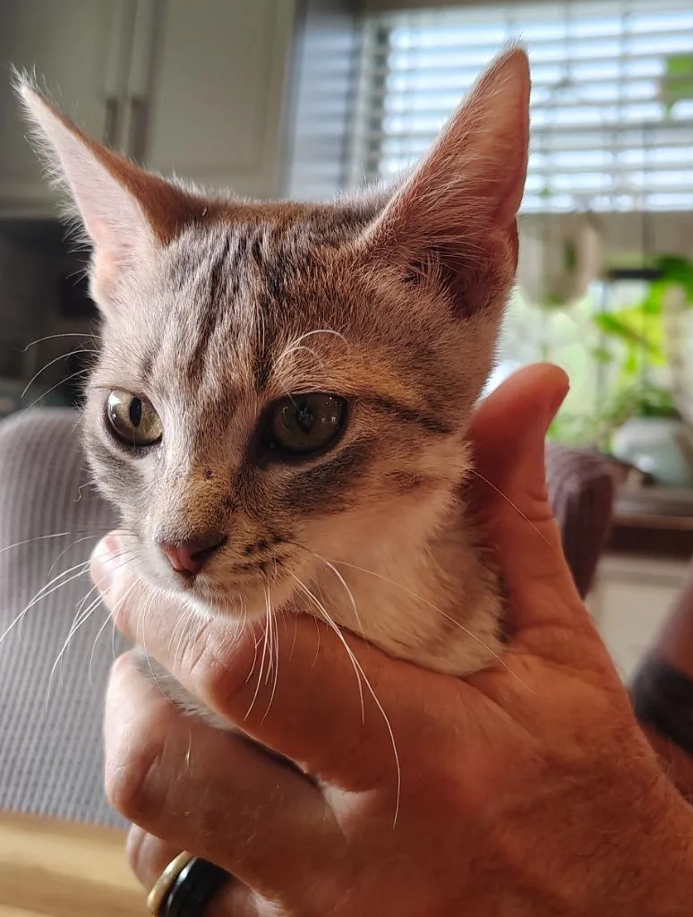 A baby small-sized female Domestic Short Hair cat named Stuckey for adoption in Labelle, FL