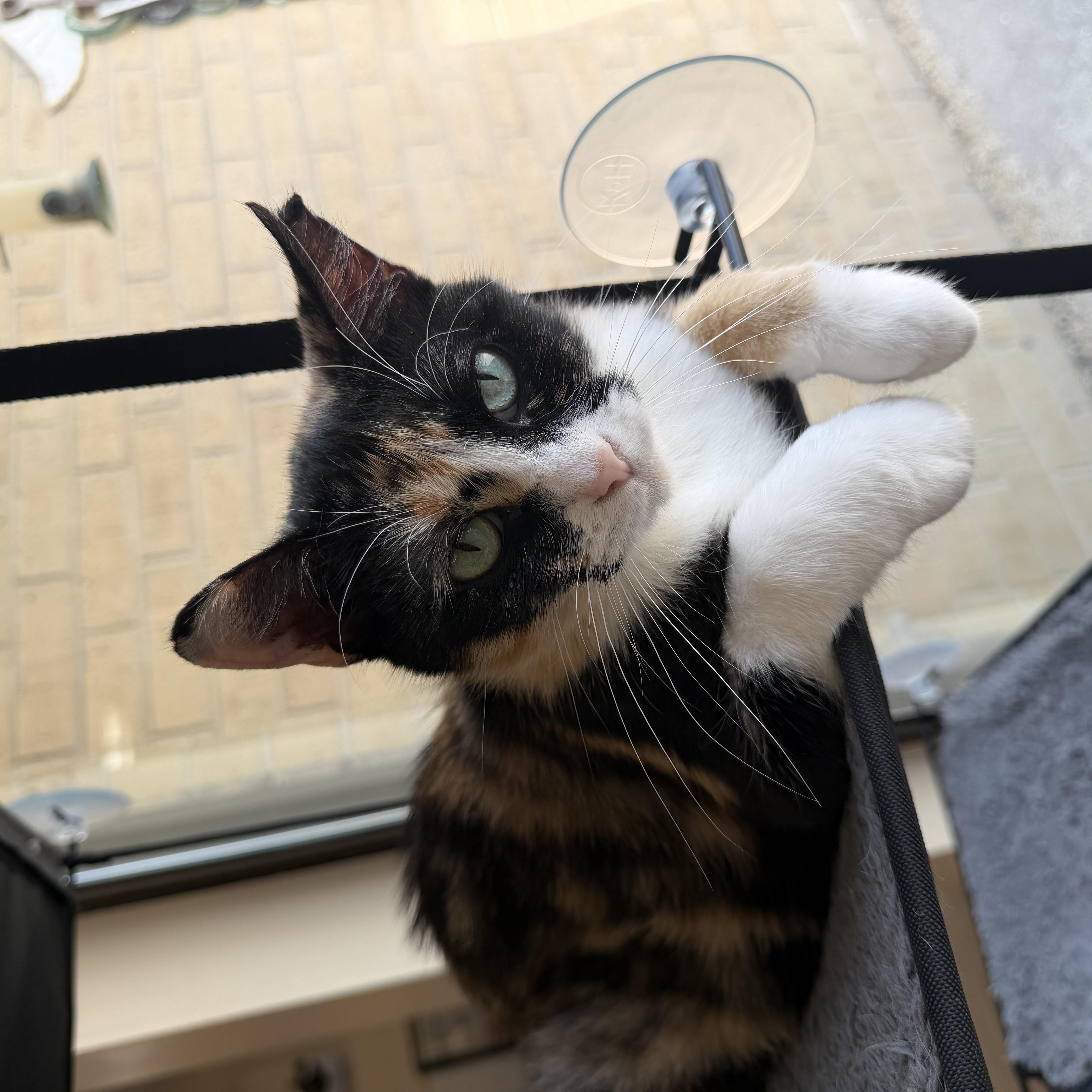 A young medium-sized female Calico Domestic Short Hair cat named Bailey & Meredith for adoption in Madison, WI
