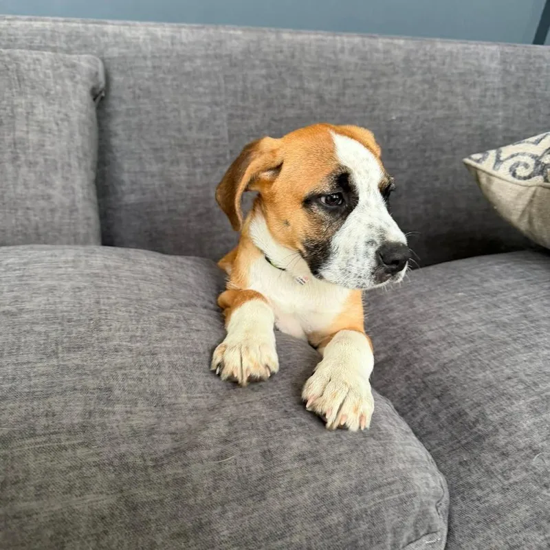 A baby medium-sized female Red / Chestnut / Orange Mixed Breed dog named Heidi for adoption in Joliet, IL