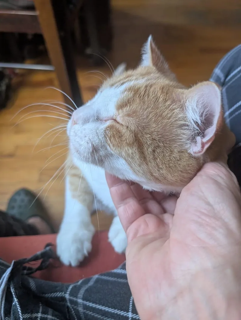 Lil Gringo thumbnail 2