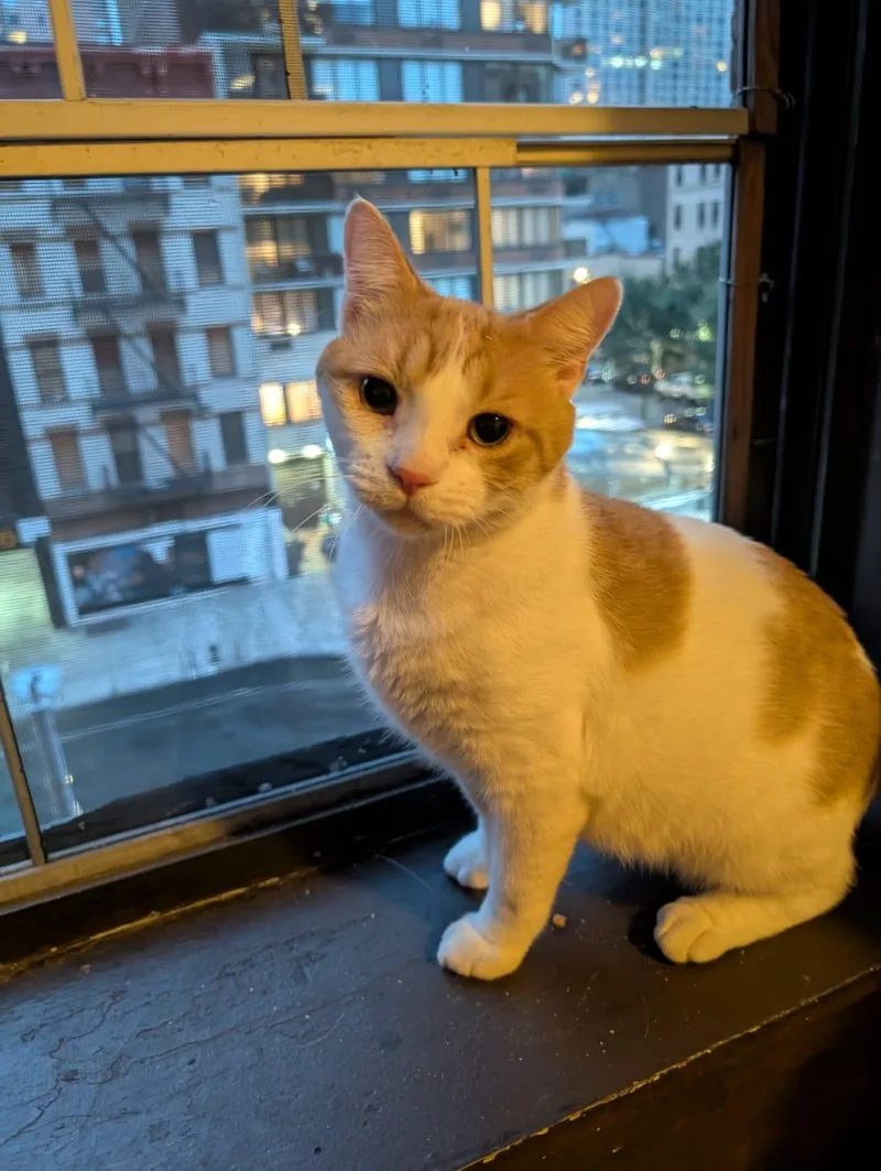 Lil Gringo thumbnail 3