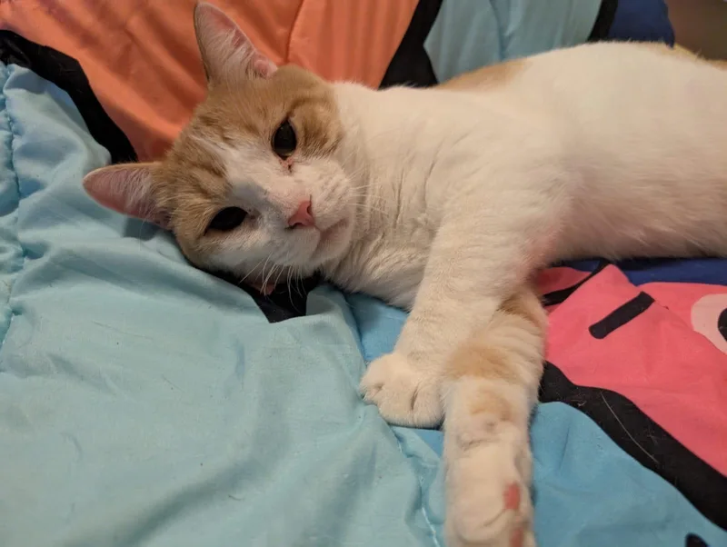 Lil Gringo thumbnail 4