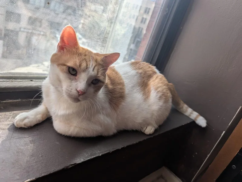 Lil Gringo thumbnail 5