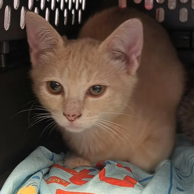 A baby medium-sized male Domestic Short Hair cat named Happy for adoption in Houston, TX