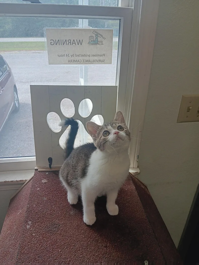 A young medium-sized male Domestic Short Hair cat named Tigger for adoption in Centralia, IL