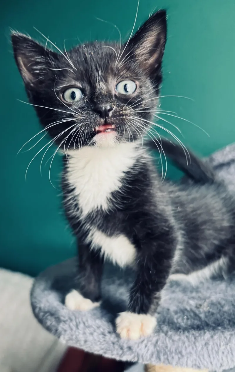 A baby small-sized female Black & White / Tuxedo Tuxedo cat named Poppy for adoption in Long Beach, NY
