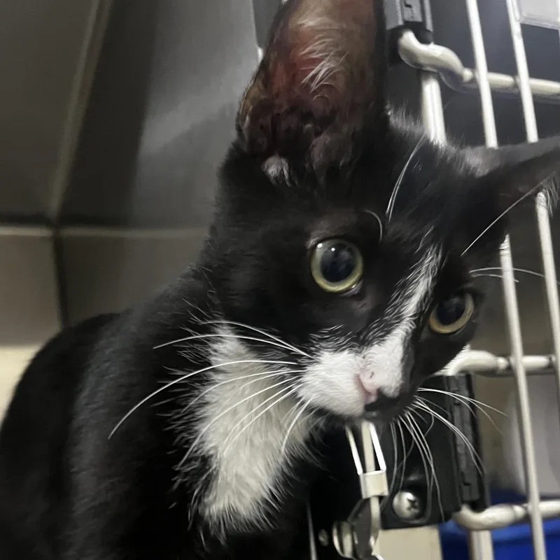 A baby medium-sized male Black Domestic Short Hair cat named Justin for adoption in Upland, CA