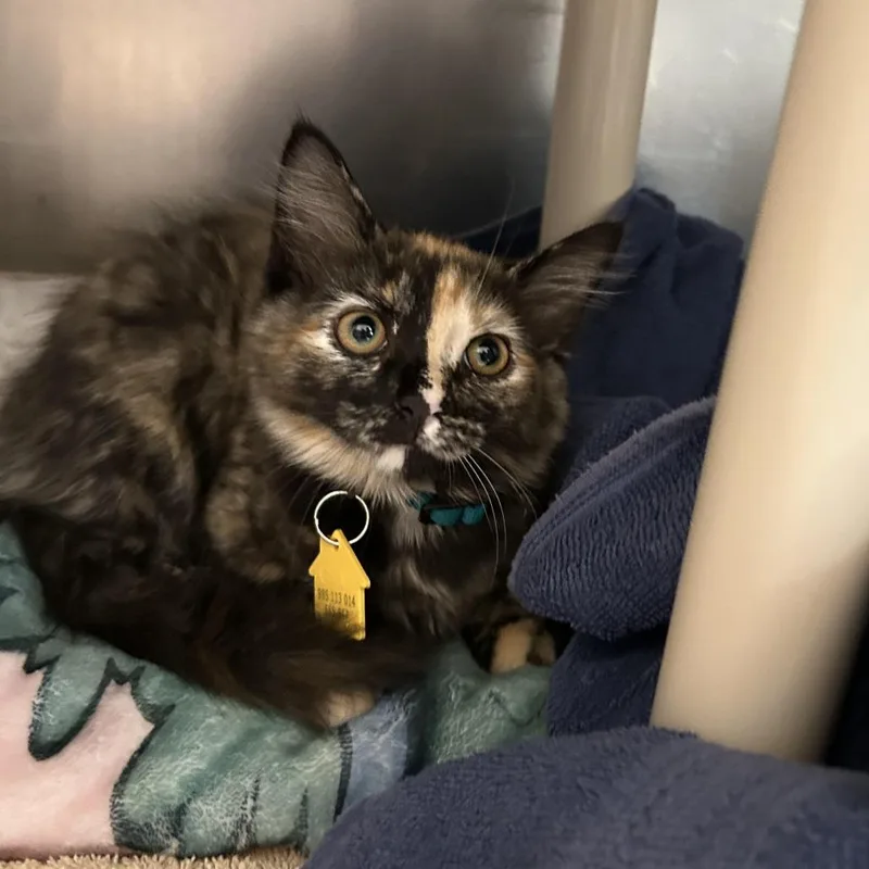 A baby small-sized female Domestic Long Hair cat named Baked Potato for adoption in Springfield, MA