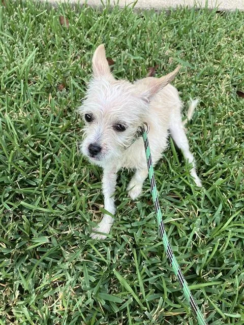 A baby small-sized male Mixed Breed dog named Marlo for adoption in Dallas, TX