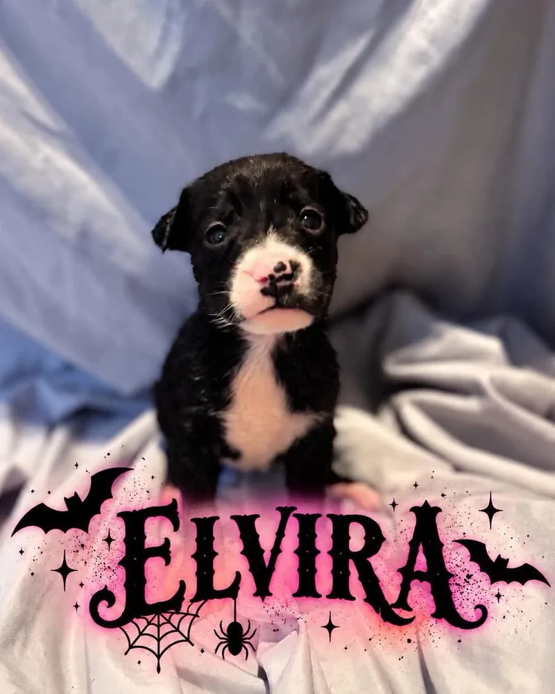 A baby large-sized female Golden Retriever dog named Elvira for adoption in Grand Bay, AL