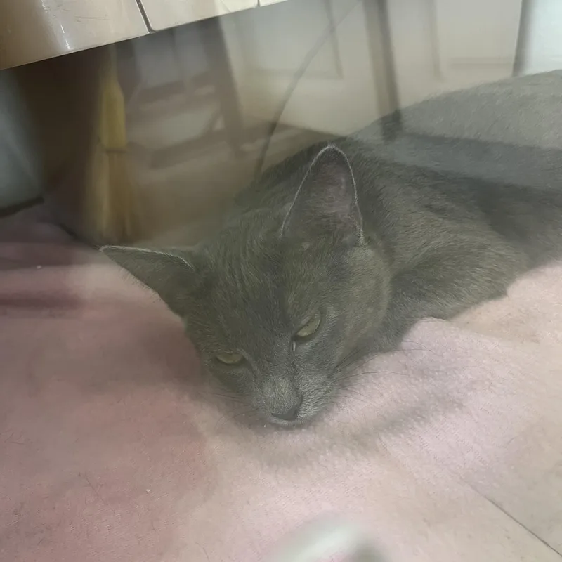A baby medium-sized female Gray & White Domestic Short Hair cat named Aurora and Dahlia for adoption in Moline, IL