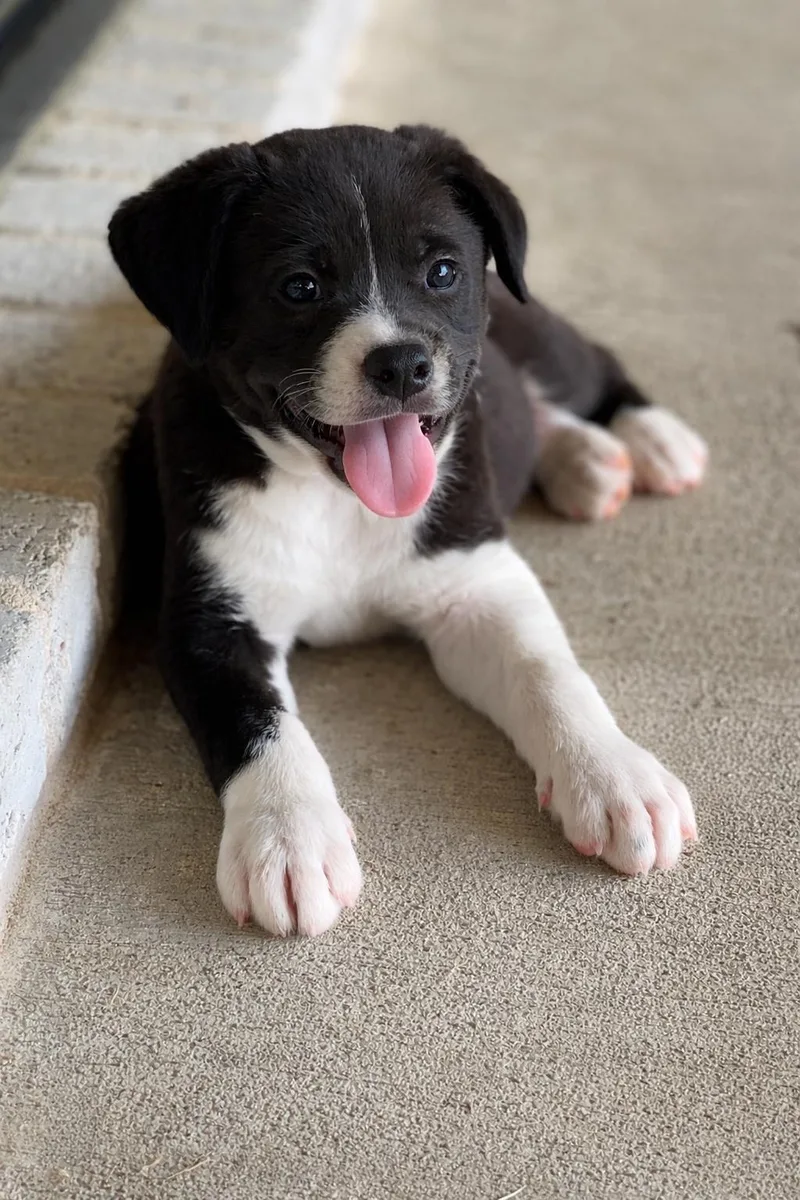 Maverick thumbnail 2