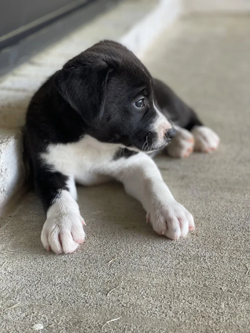 Maverick thumbnail 3