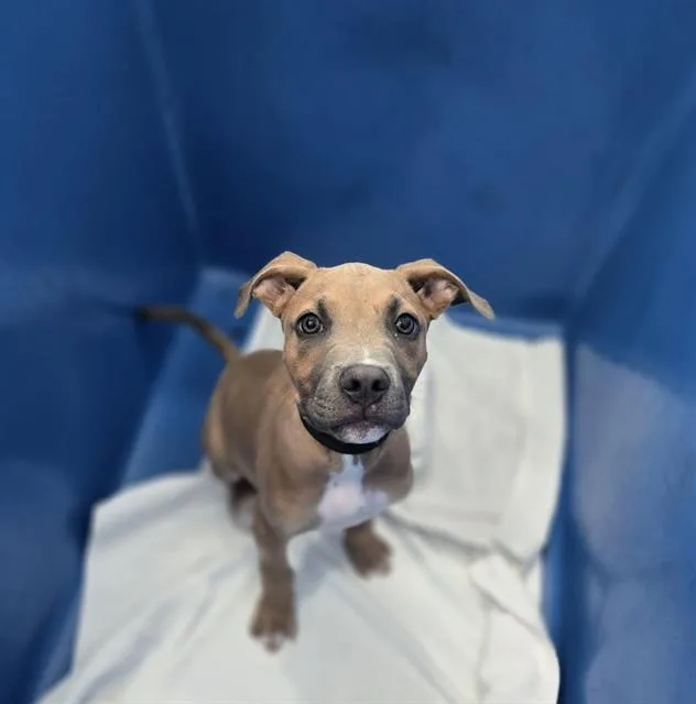 A baby large-sized male Mixed Breed dog named Franklin for adoption in Dallas, TX