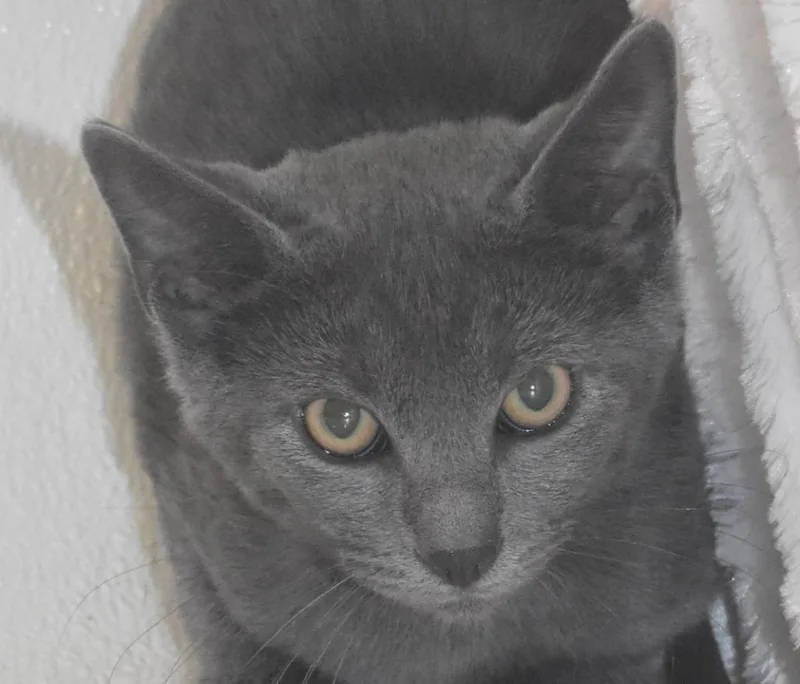 A baby large-sized male Domestic Short Hair cat named Freddy Cougar for adoption in Springfield, OH