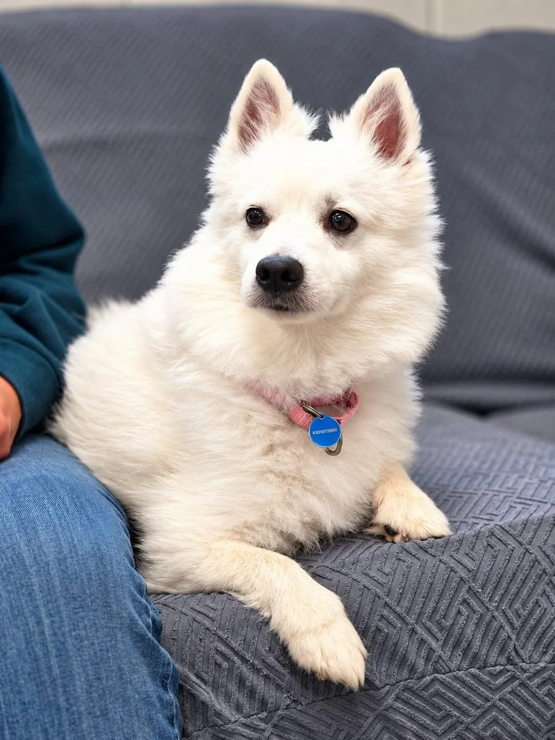 An adult small-sized male White / Cream American Eskimo Dog dog named Yogi St. Louis for adoption in Saint Louis, MO