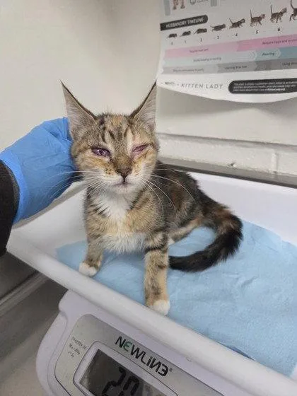 A baby small-sized female Brown / Chocolate Domestic Short Hair cat named Violet for adoption in Oakland, CA
