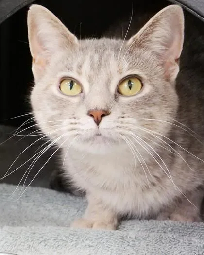 An adult medium-sized female Domestic Short Hair cat named Mirabel for adoption in Fishers, IN