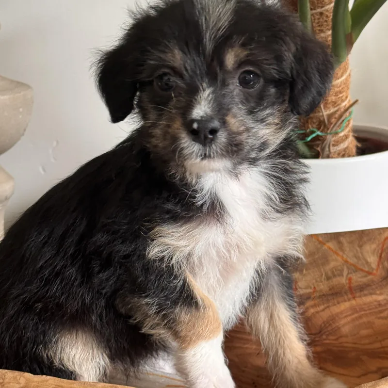 Denali