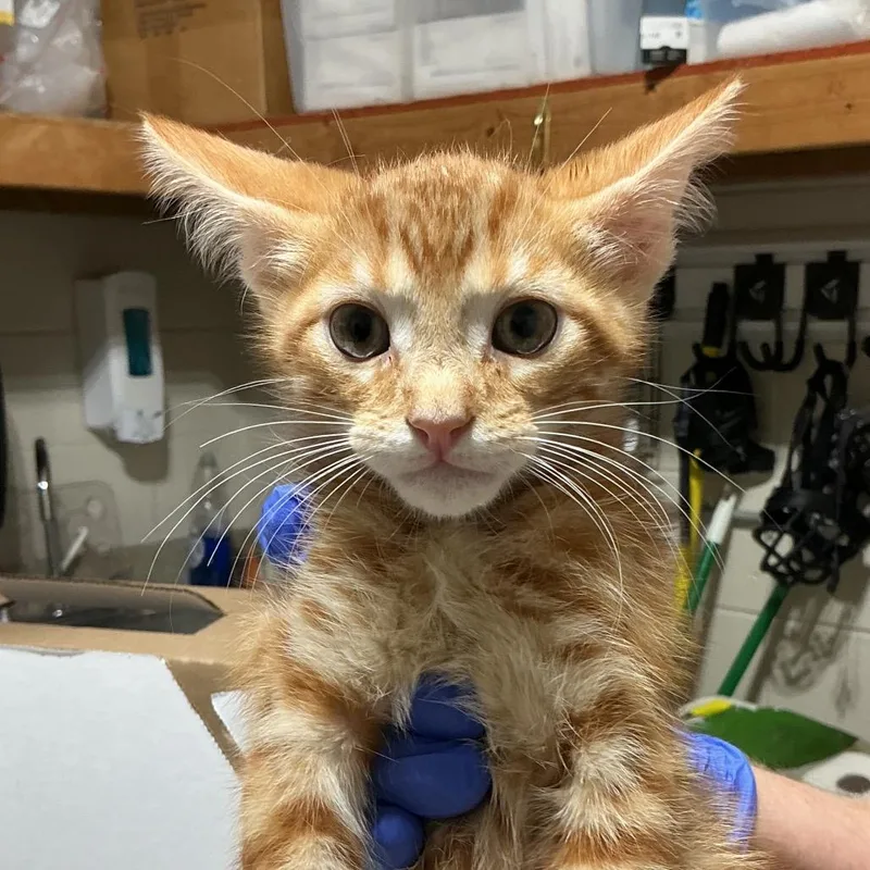 A baby small-sized male Orange / Red Domestic Short Hair cat named Ozzy for adoption in Milton, FL
