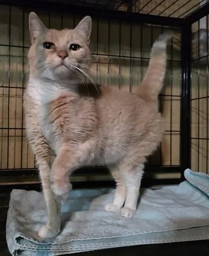 An adult medium-sized male Domestic Short Hair cat named Churro for adoption in Berwick, PA