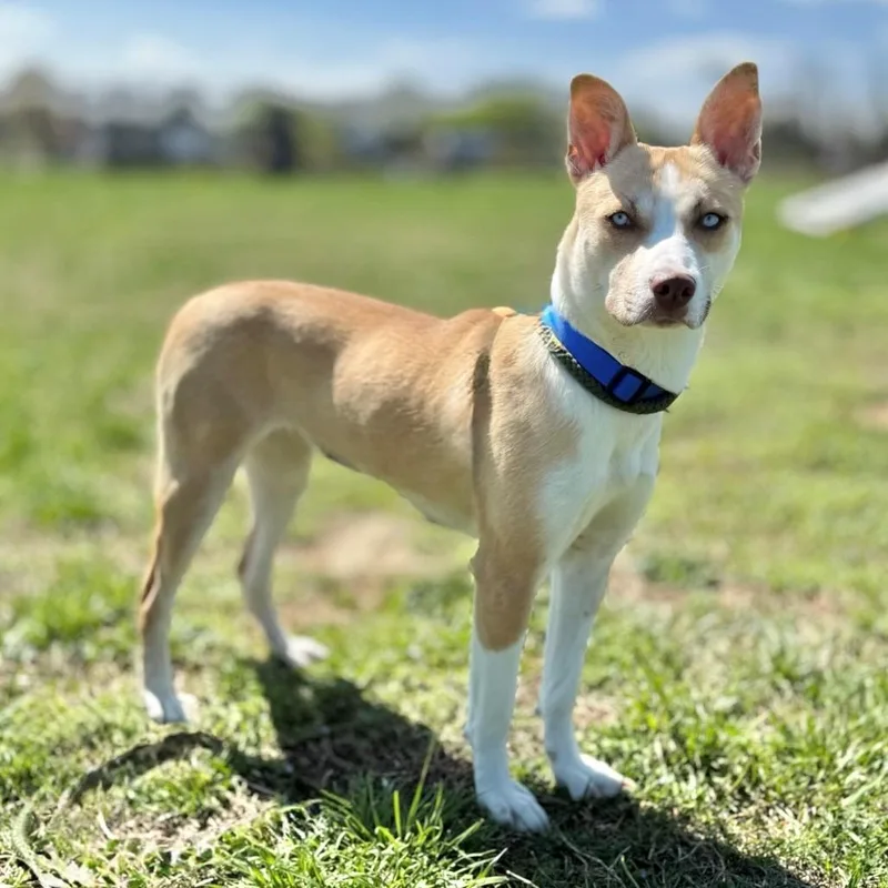 A young medium-sized female Yellow / Tan / Blond / Fawn Husky dog named Foxy Roxy for adoption in Marshall, VA