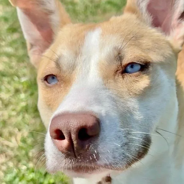 Foxy Roxy thumbnail 2