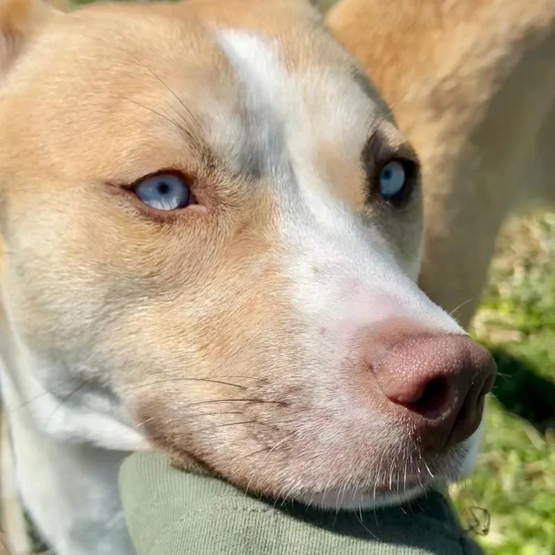 Foxy Roxy thumbnail 3