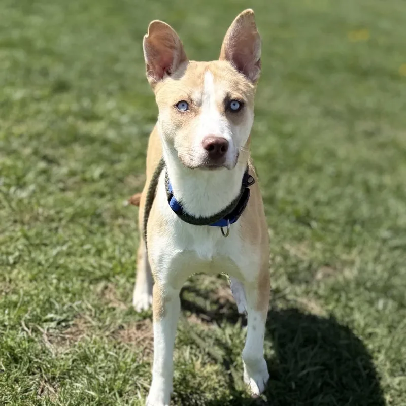 Foxy Roxy thumbnail 4