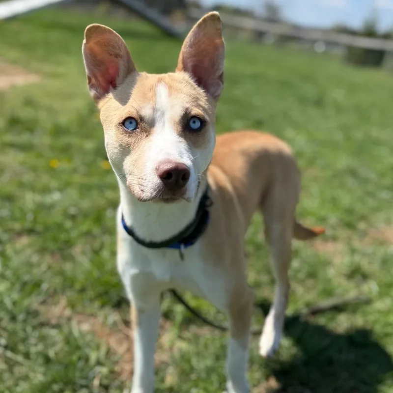 Foxy Roxy thumbnail 5