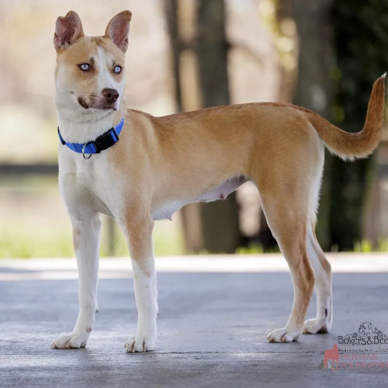 Foxy Roxy thumbnail 6