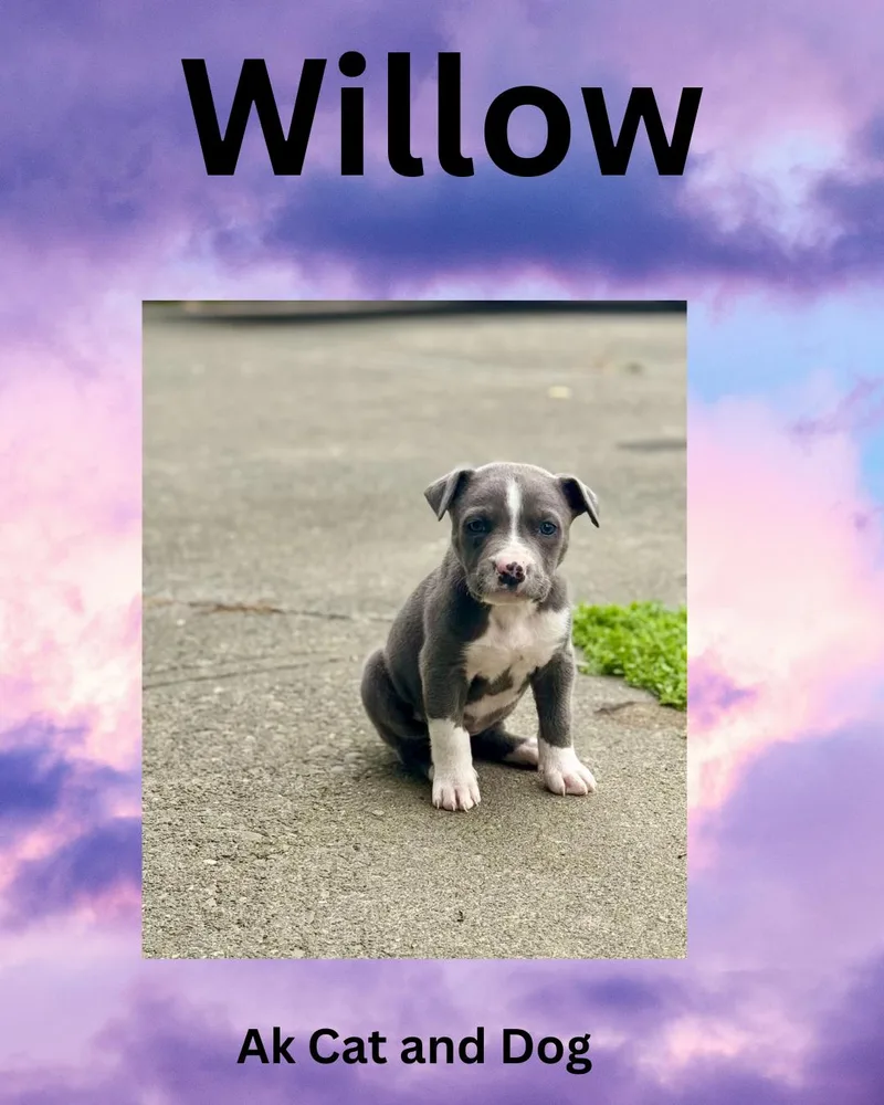 A baby small-sized female American Staffordshire Terrier dog named Willow for adoption in Wasilla, AK