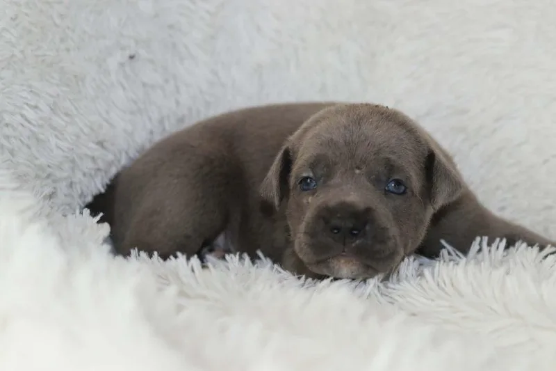 A baby medium-sized male Pit Bull Terrier dog named Topaz Mama Rubys gemstones for adoption in Carmel, NY