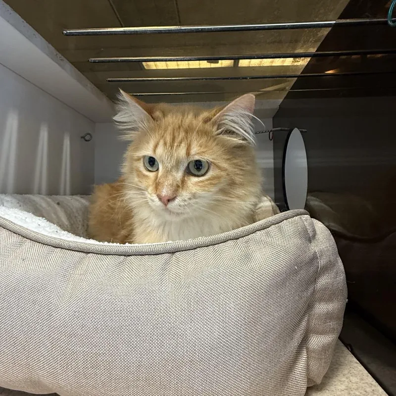 An adult large-sized male Orange / Red Domestic Long Hair cat named Fried Rice for adoption in Park City, UT
