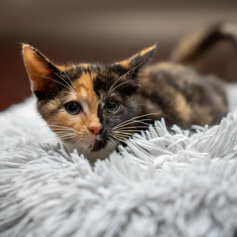 A baby small-sized female Tortoiseshell Domestic Short Hair cat named Truffle for adoption in Gainesville, GA