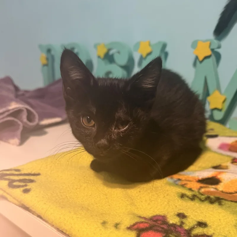 A baby medium-sized female Black Domestic Short Hair cat named Pumpkin Lynn for adoption in Joliet, IL